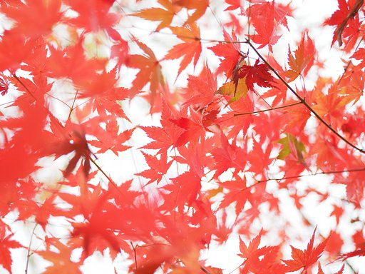 秋を漉く