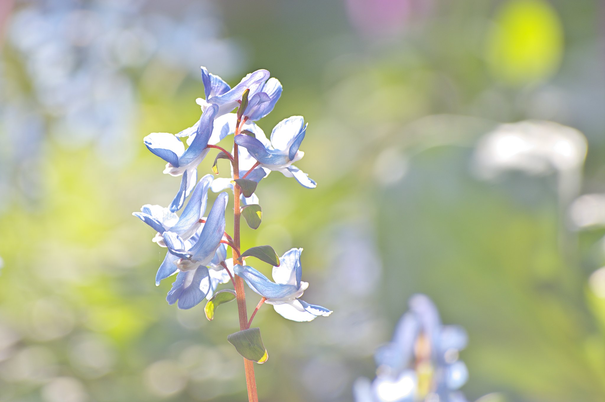 ガラス細工の花