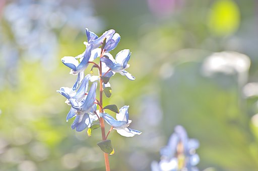 ガラス細工の花
