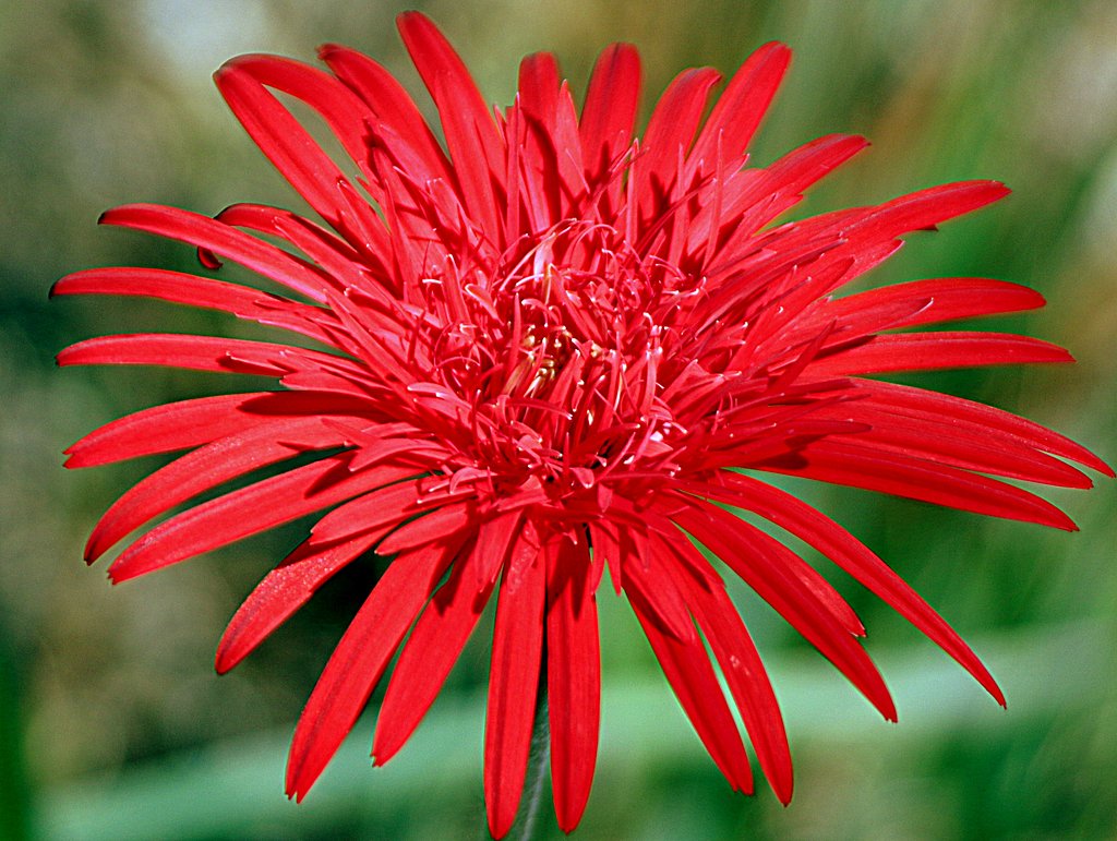 赤色の花