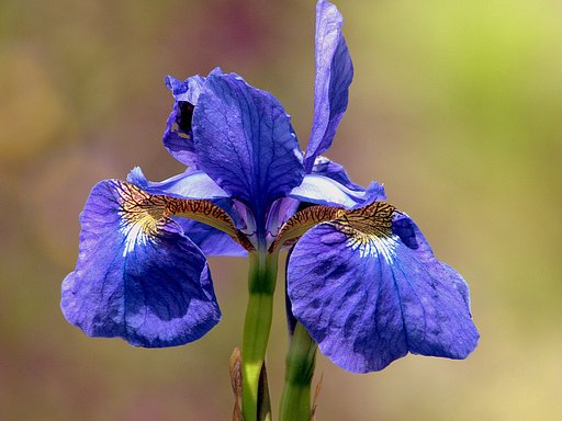 アヤメ科の花