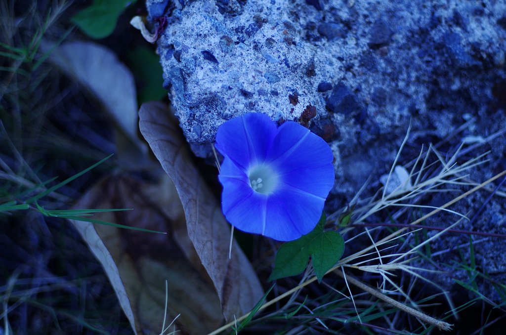 青い花