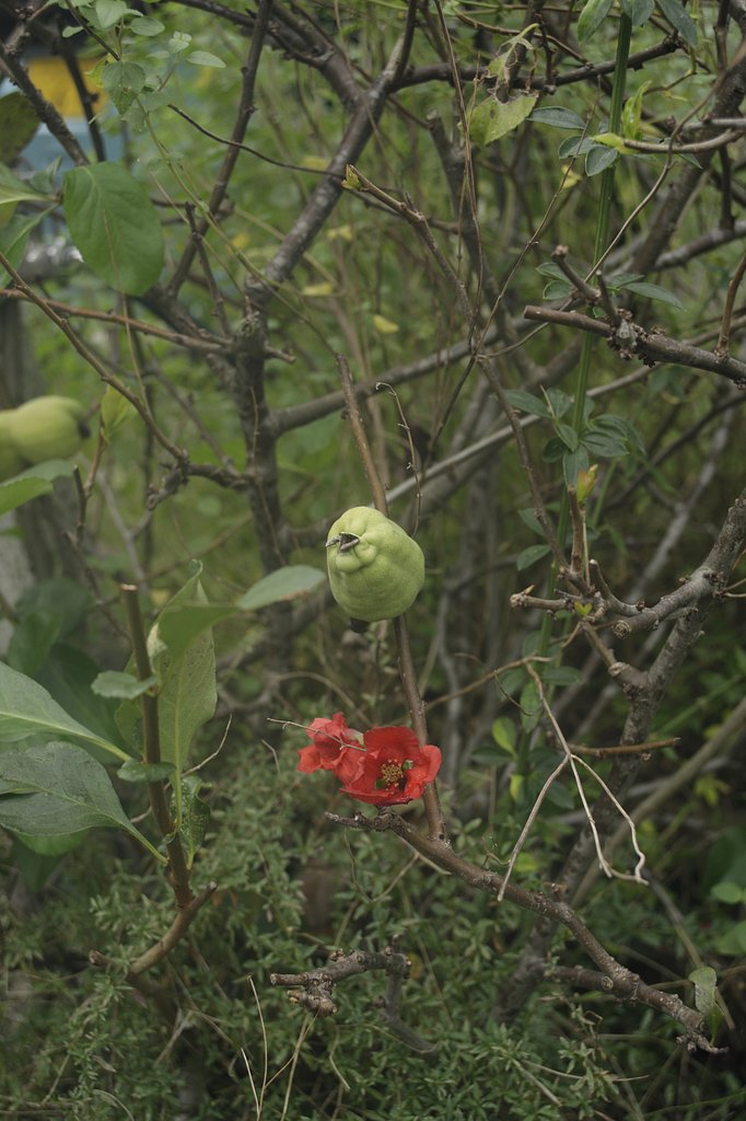 赤い小柄な花