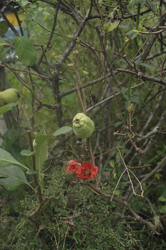赤い小柄な花