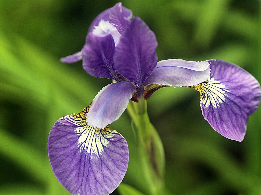 Tamron 90mmF2,8 Macro 172E