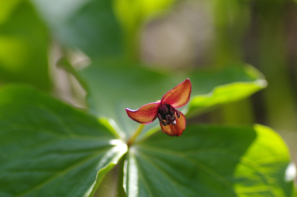 延齢草