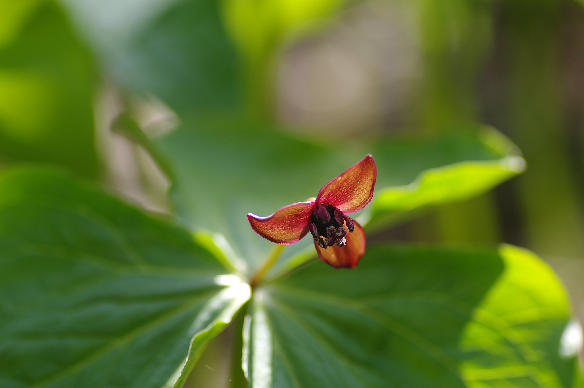 延齢草