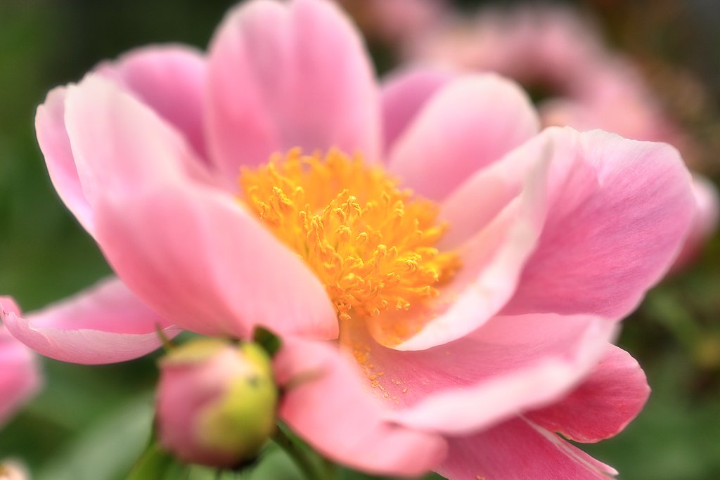 蕊