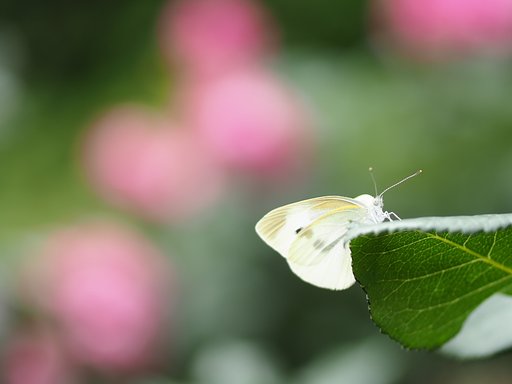 蝶よ。花よ。