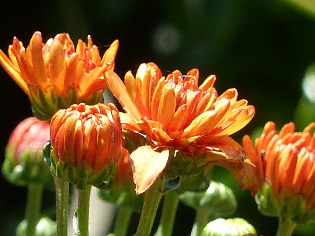 菊