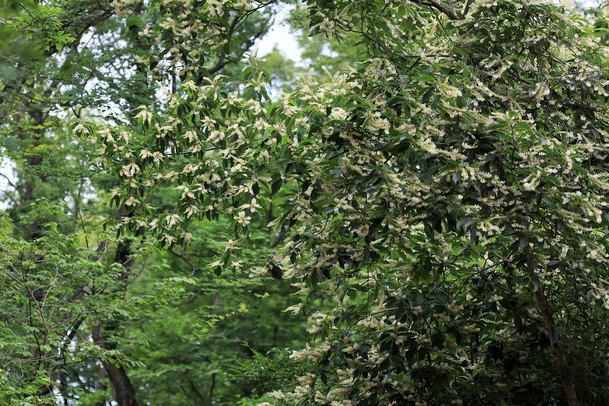 芳香にむせ返る森