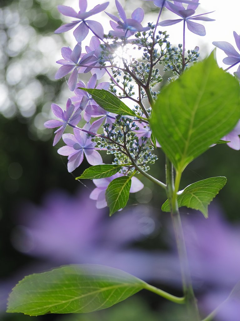 隅田の花火