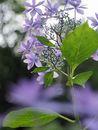 隅田の花火
