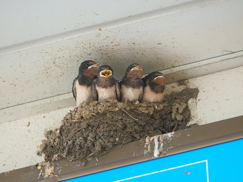 生まれたての恋心♥️～森林公園駅～