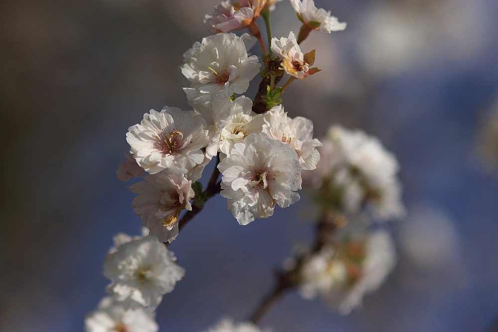 10月桜