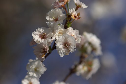 10月桜