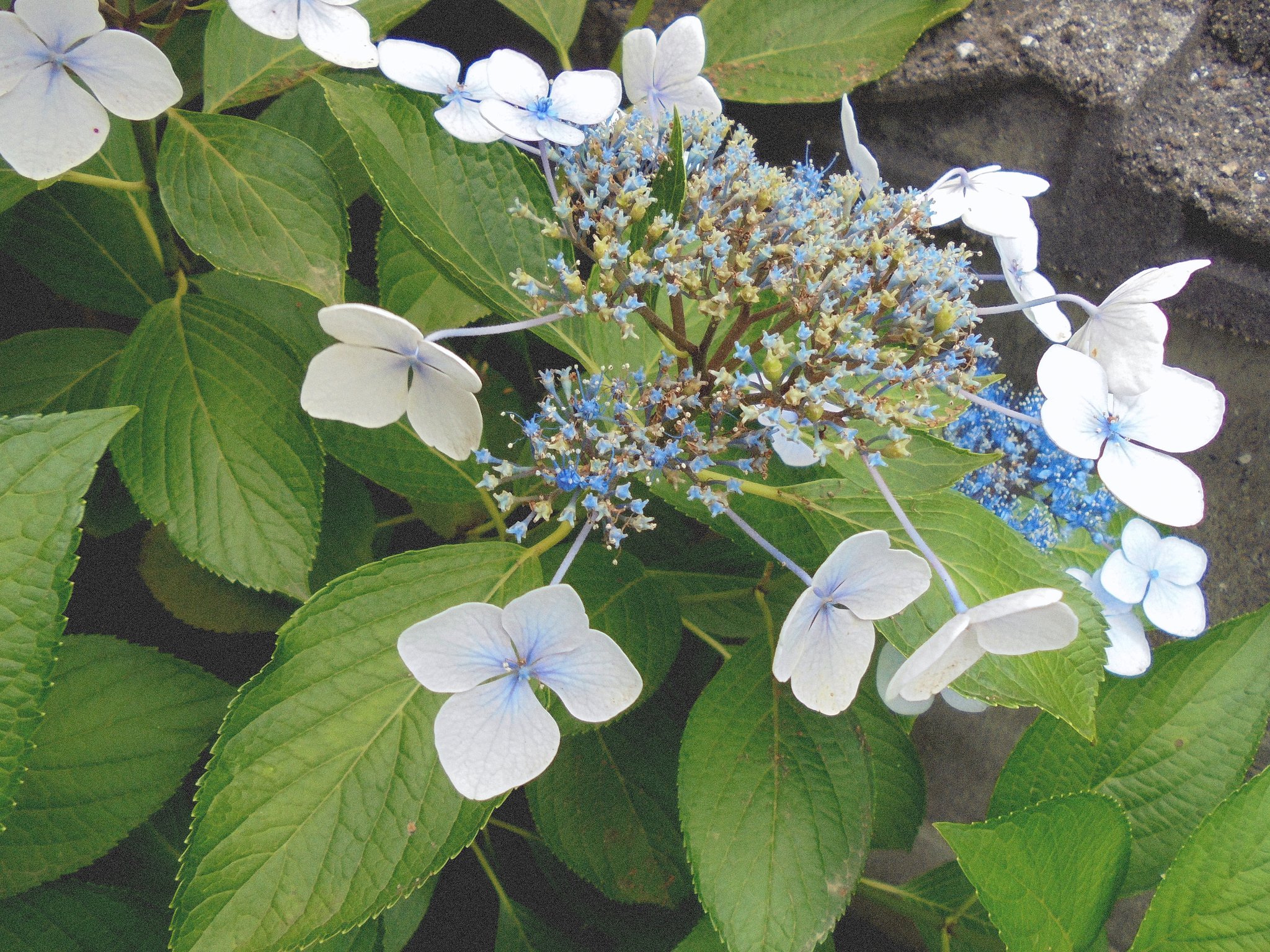 紫陽花