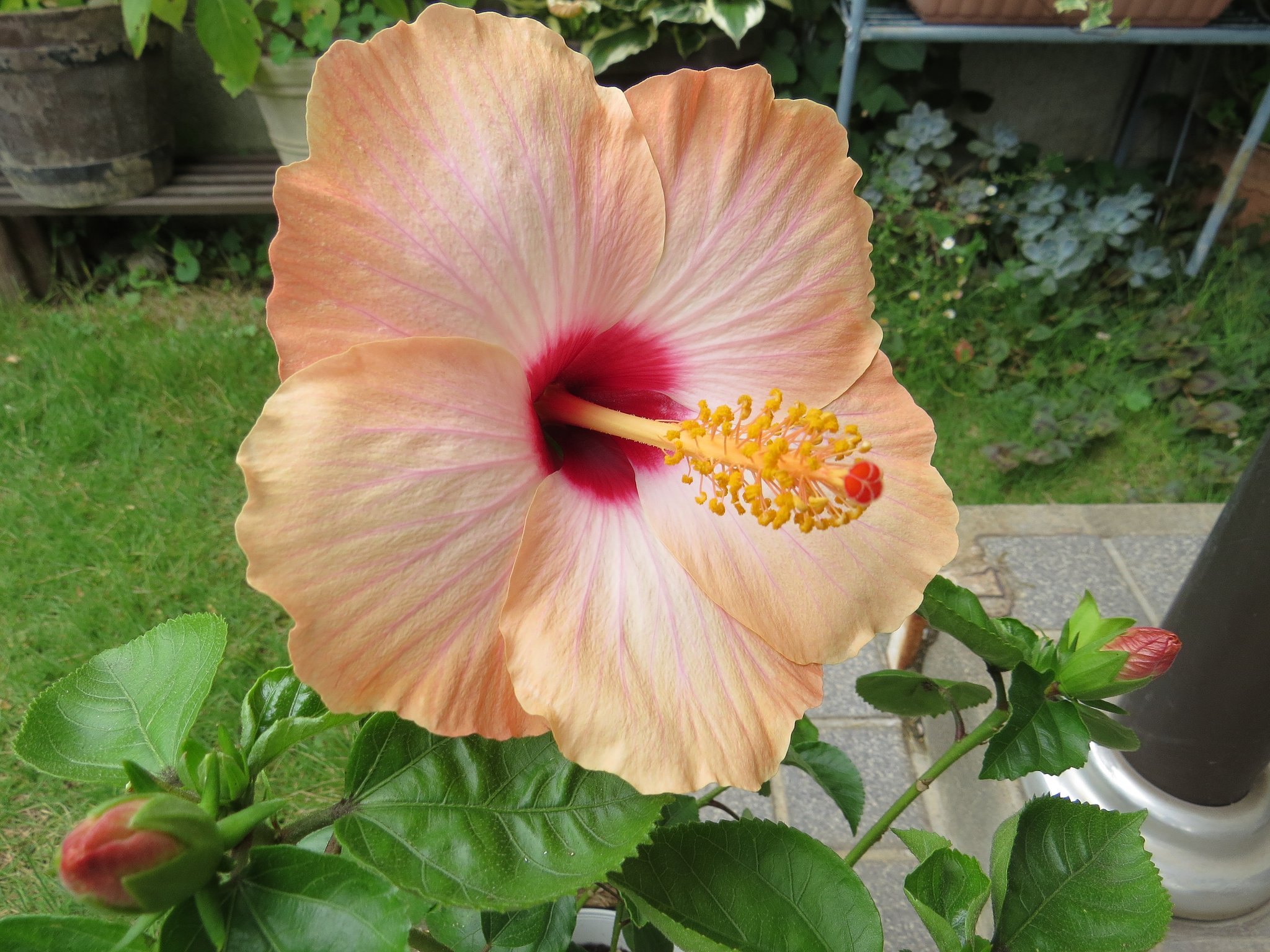 ハイビスカス開花