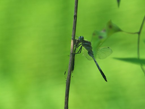 オニヤンマ捕食中