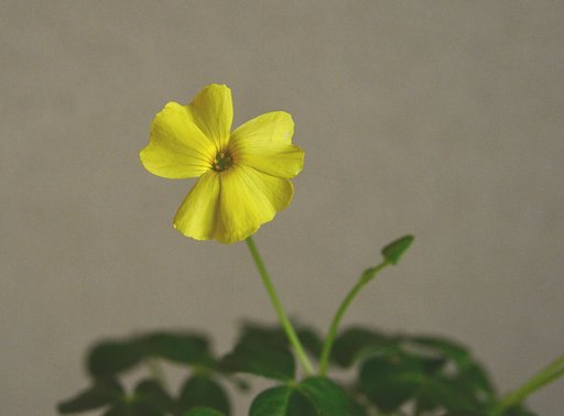 南米のカタバミ　２
