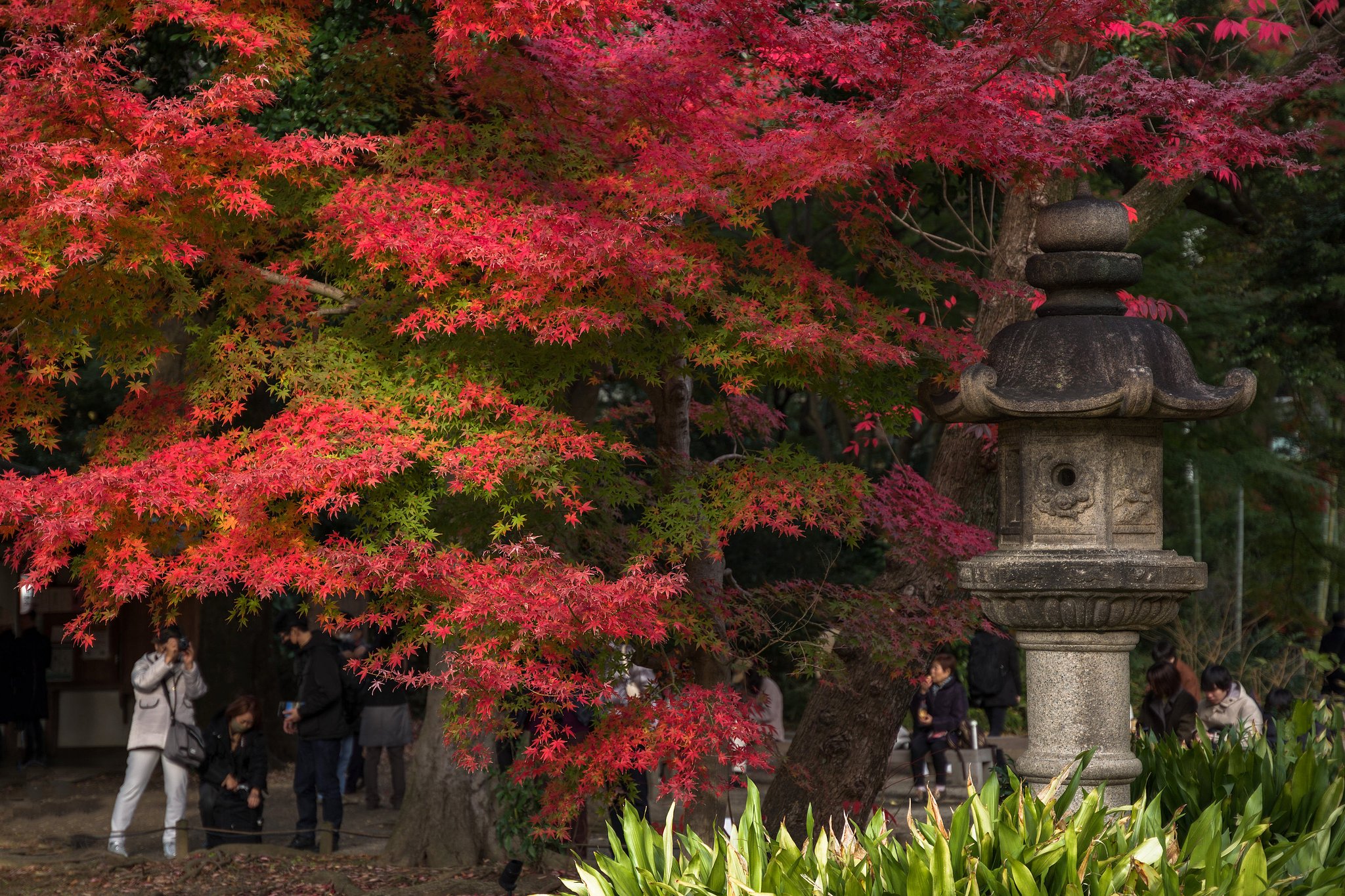 六義園の秋