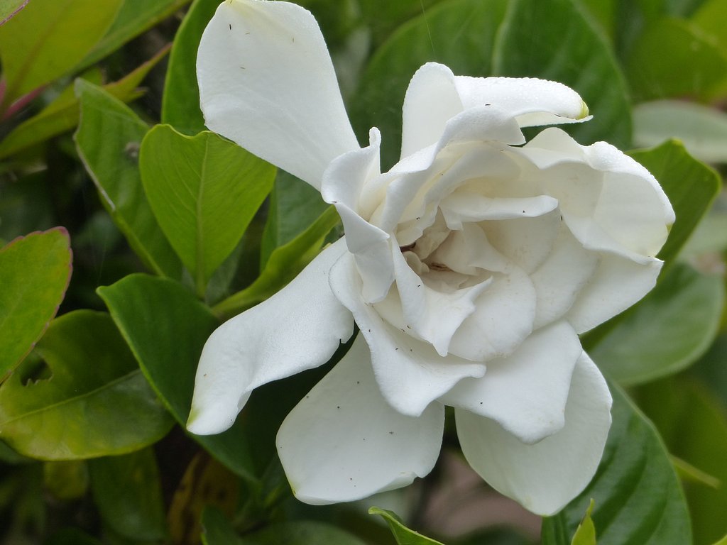 クチナシの花UP