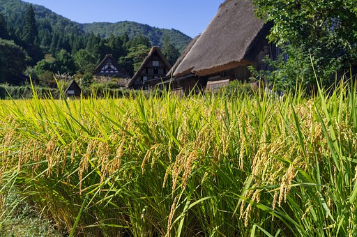 実りの白川郷