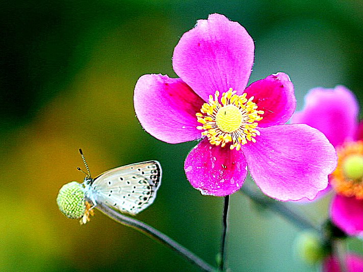 花と蝶