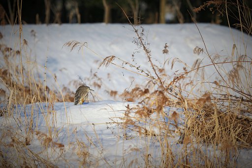【寒】雪の中にたたずむ