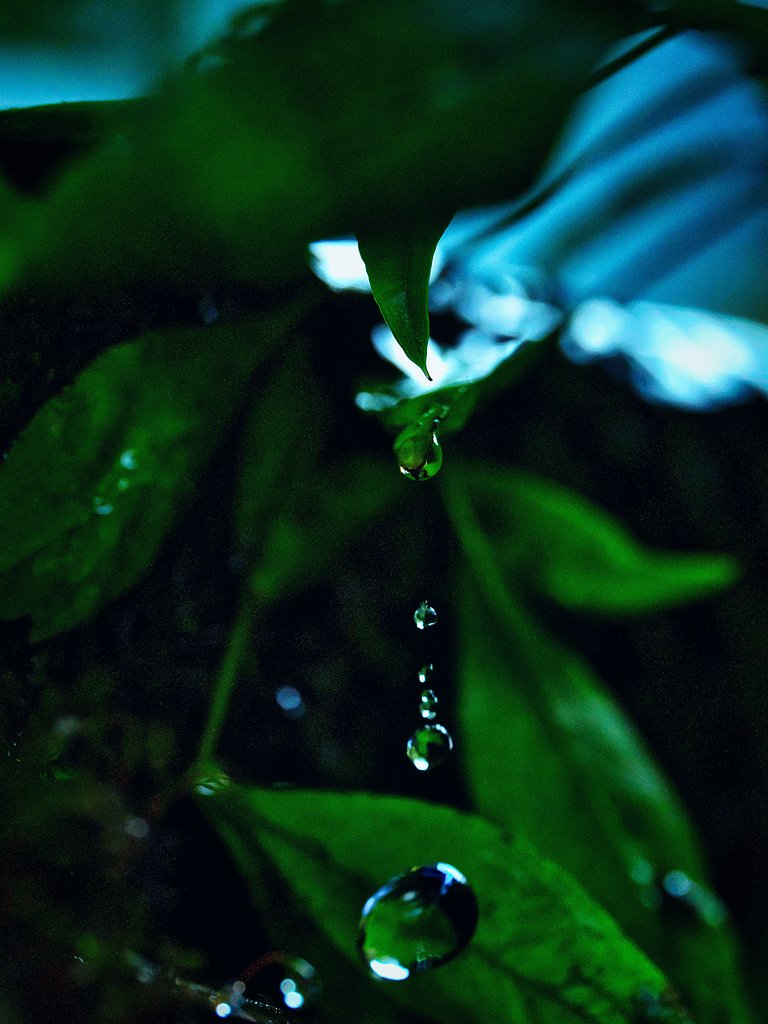 しずく