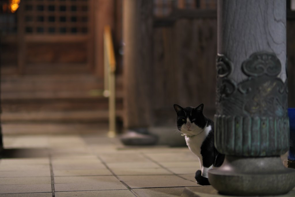 cat