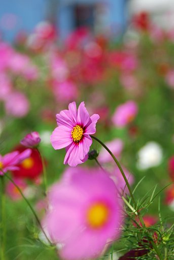 ○花ボケ・コスモス