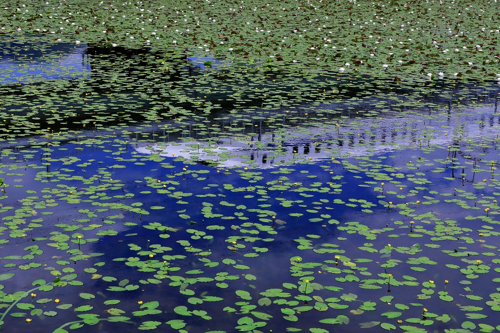 コウホネの池
