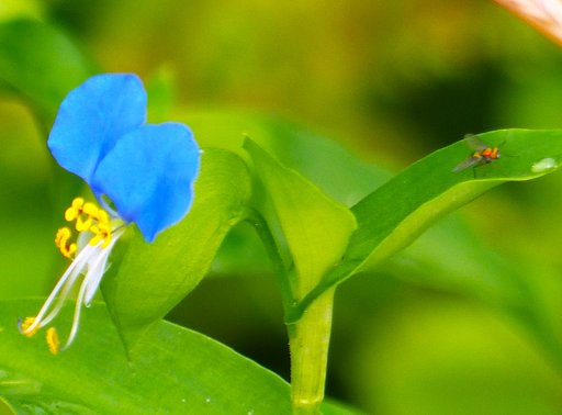 散歩で見た路傍の花　ツユクサ