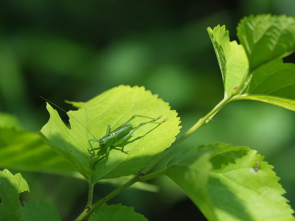 Green on Green 