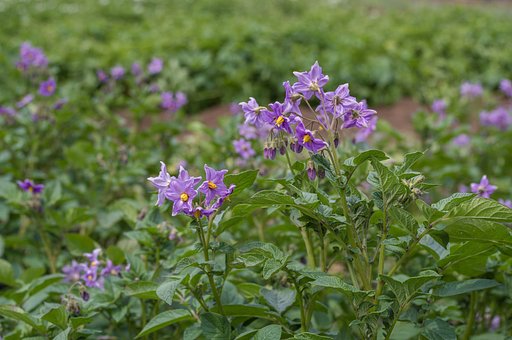 じゃがいも畑は花盛り