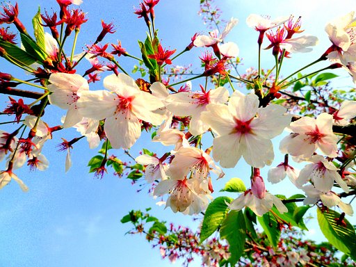 今朝の散歩での桜