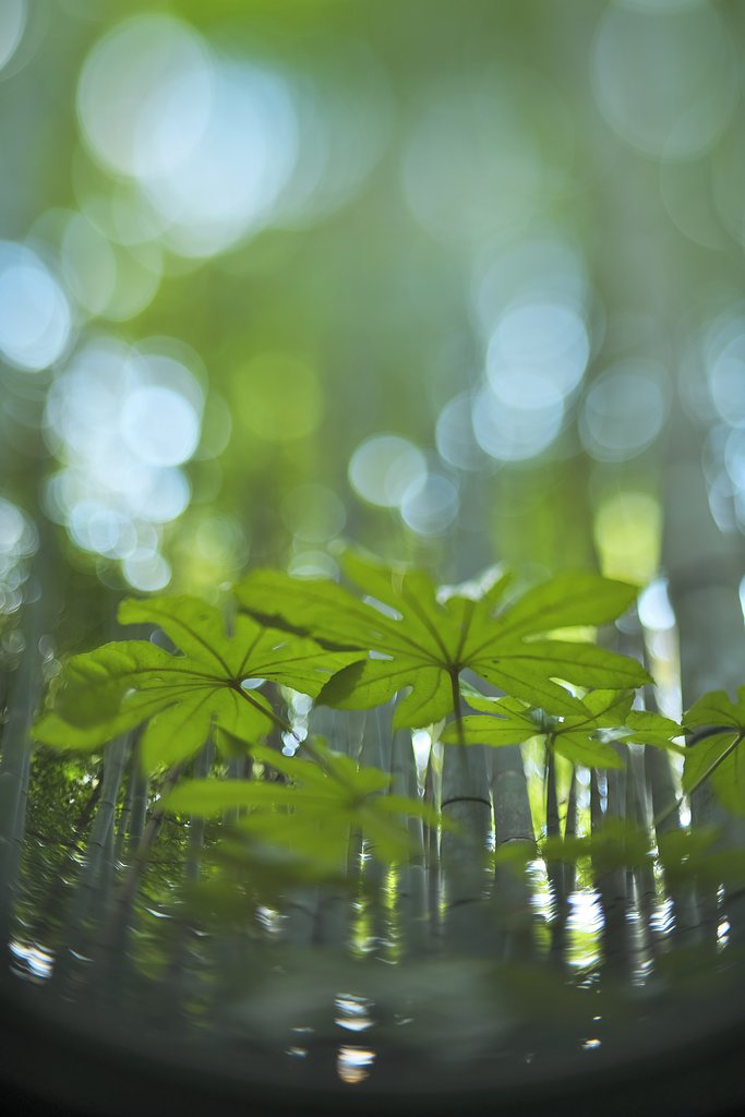 circle bokeh