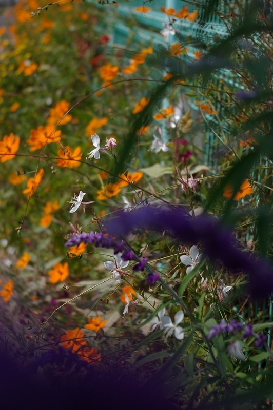 秋の花壇