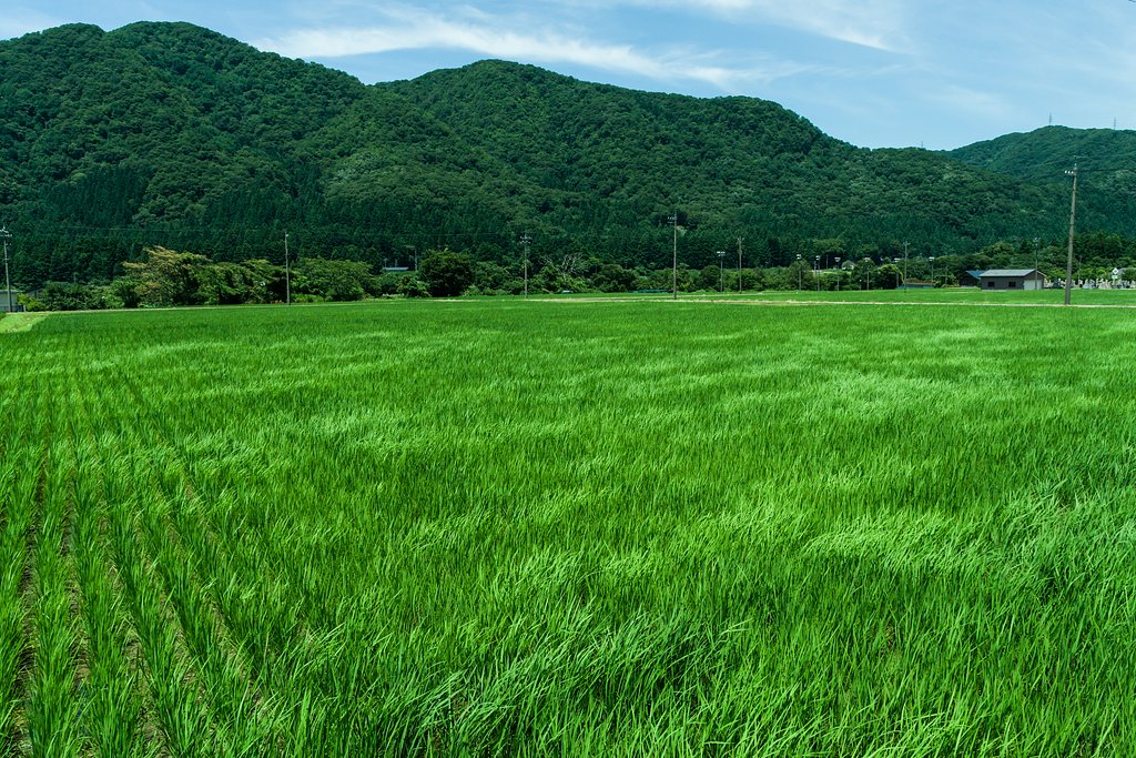 "風を撮る_2022”　夏風走る