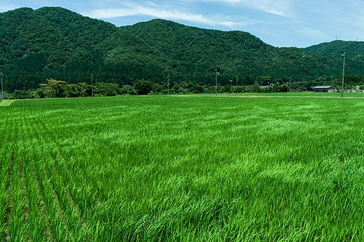 "風を撮る_2022”　夏風走る