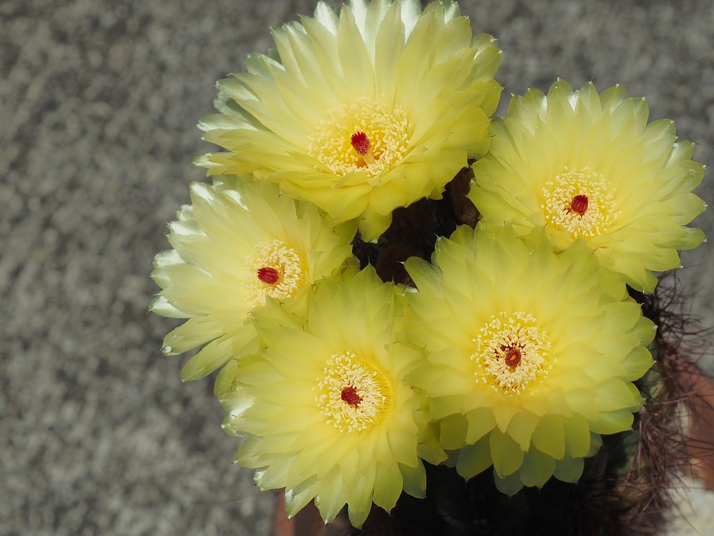 サボテンの花
