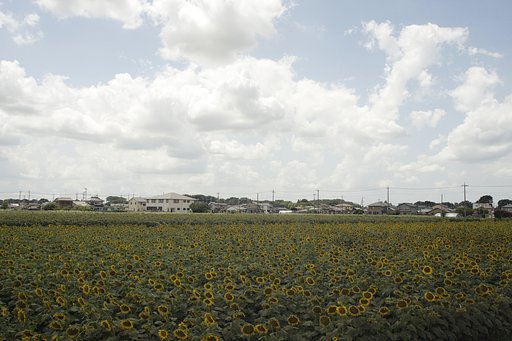 野木町のひまわりでーす