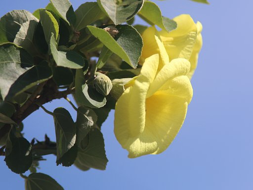 【初夏】夏に咲く花　３