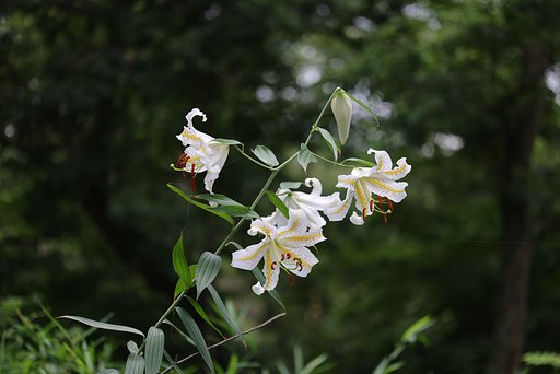山で愛でるだけにして