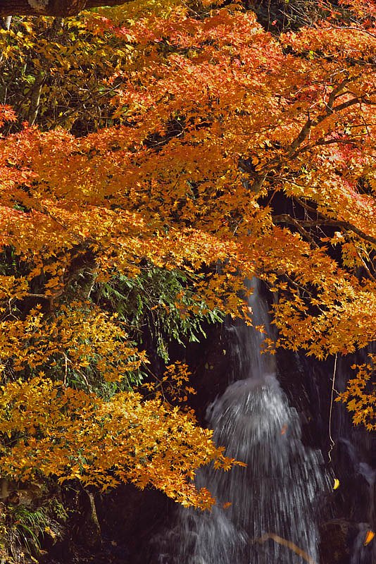 紅葉の滝