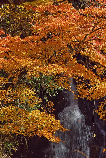 紅葉の滝