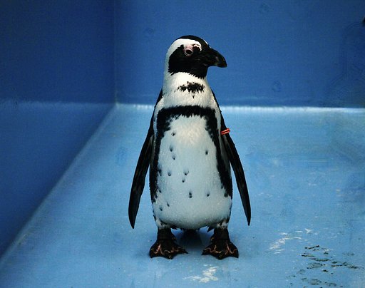 ケープペンギン
