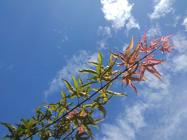 空に向かって高く伸びるモミジの枝