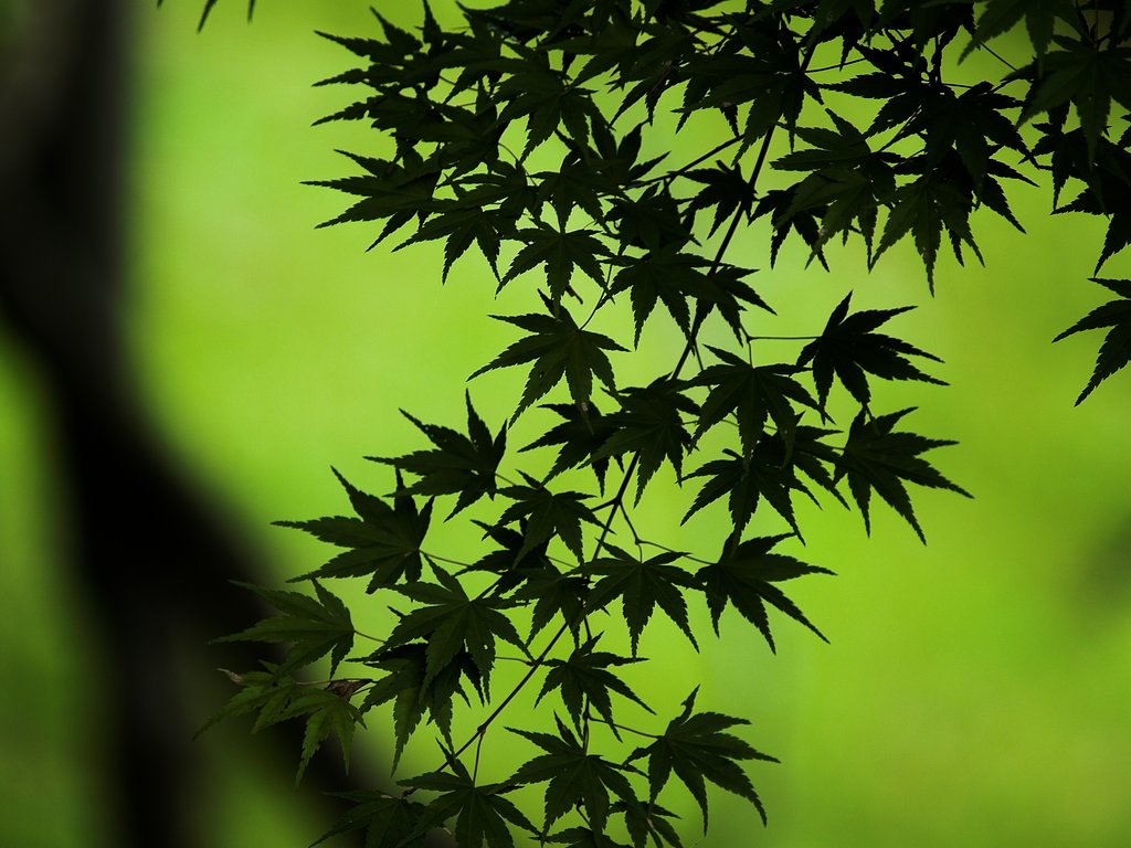 色づく前のもみじ　その２